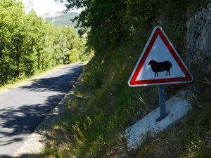 Nel Larzac, vicino a Roquefort, fate attenzione alle pecore!